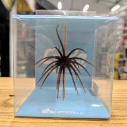 Leurre souple Hide Up Coike-1.7cm col: Green Pumpkin