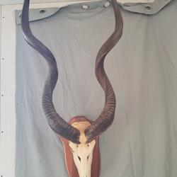 Troph&eacute;e de Grand koudou ; Tragelaphus strepsiceros #LM26