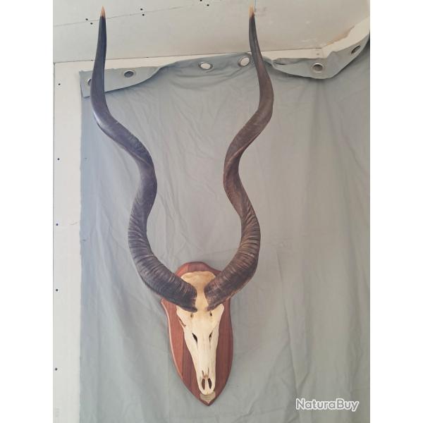 Troph�e de Grand koudou ; Tragelaphus strepsiceros #LM26