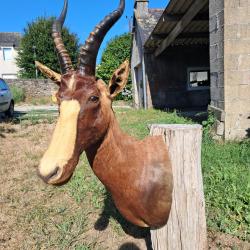 Taxidermie de Blesbok ; Damaliscus pygargus phillipsi #LM26