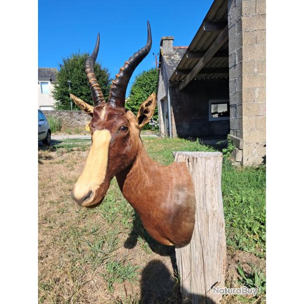 Taxidermie de Blesbok ; Damaliscus pygargus phillipsi #LM26