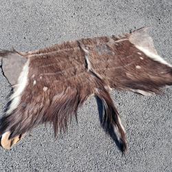Peau de Nyala ; Tragelaphus angasii #LM26