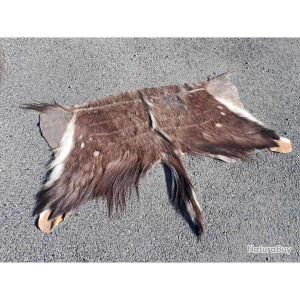 Peau de Nyala ; Tragelaphus angasii #LM26