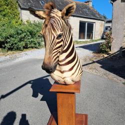 Taxidermie de z&egrave;bre de Burchell ; Equus quagga burchellii #LM26