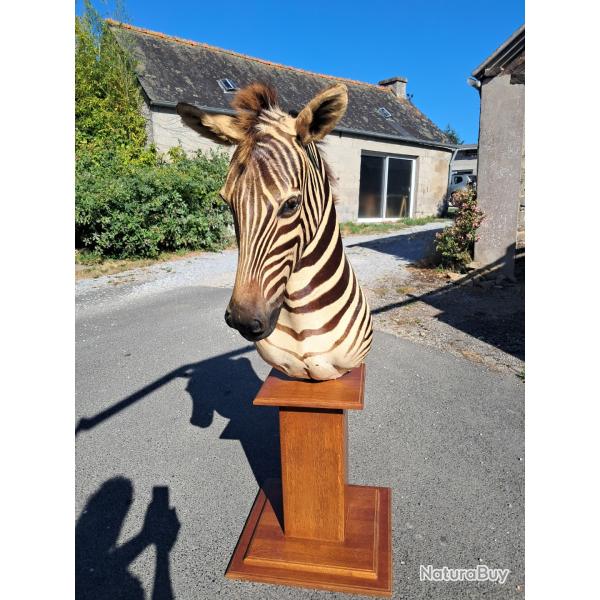 Taxidermie de z�bre de Burchell ; Equus quagga burchellii #LM26