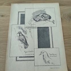 Affiche ancienne pigeons