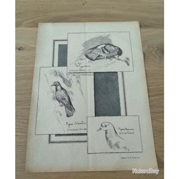 Affiche ancienne pigeons