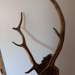 Bois de cerf
