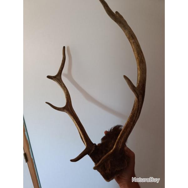 Bois de cerf