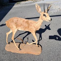 Taxidermie de Steenbok ; Raphicerus campestris #LM26