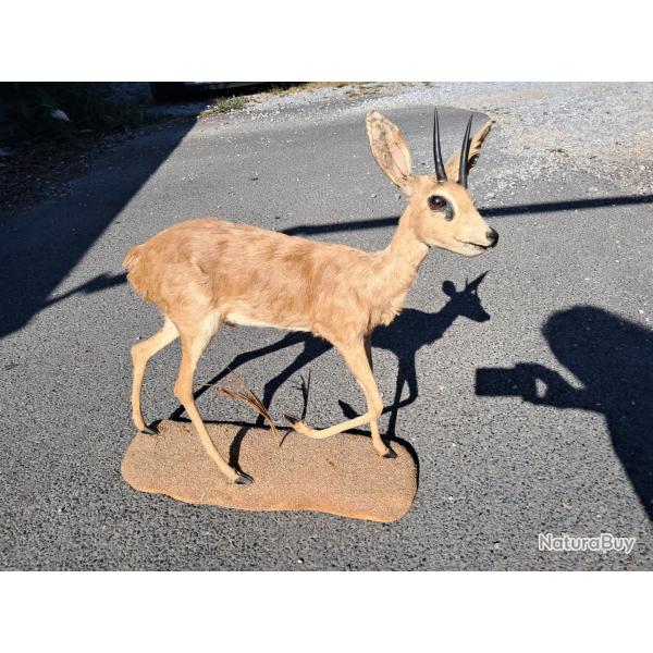 Taxidermie de Steenbok ; Raphicerus campestris #LM26