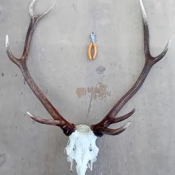 Troph&eacute;e cerf