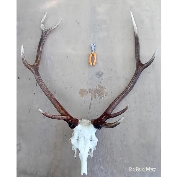 Troph�e cerf
