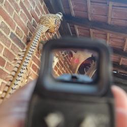 Point rouge holosight Bushnell
