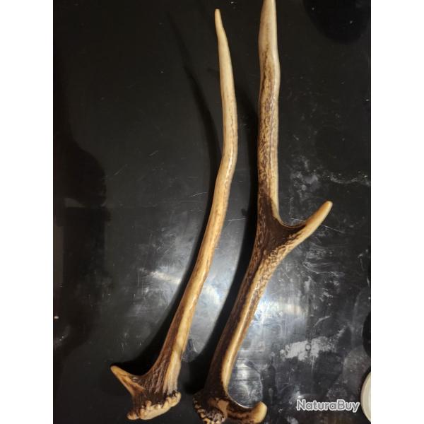 Paire de bois de cerf ou animal troph�e de chasse decoration