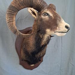 Taxidermie de mouflon #LM26(1)
