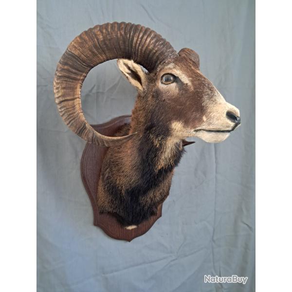 Taxidermie de mouflon #LM26(1)