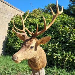 Taxidermie de cerf &eacute;laphe 12 cors irr&eacute;guliers ; Cervus elaphus #LM26(2)