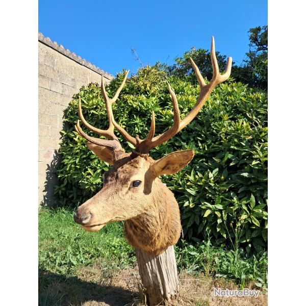 Taxidermie de cerf �laphe 12 cors irr�guliers ; Cervus elaphus #LM26(2)
