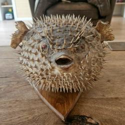 Diodon Naturalis&eacute; (Poisson-Globe)