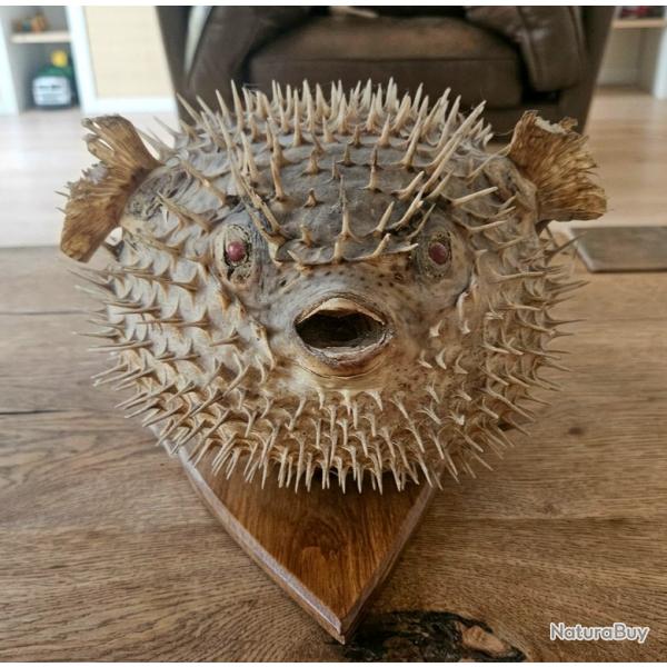 Diodon Naturalis� (Poisson-Globe)