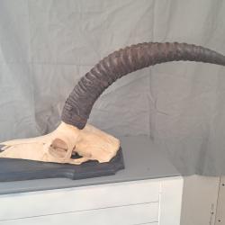 Troph&eacute;e d' antilope Rouanne ; Hippotragus equinus #LM26