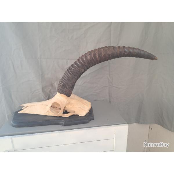 Troph�e d' antilope Rouanne ; Hippotragus equinus #LM26