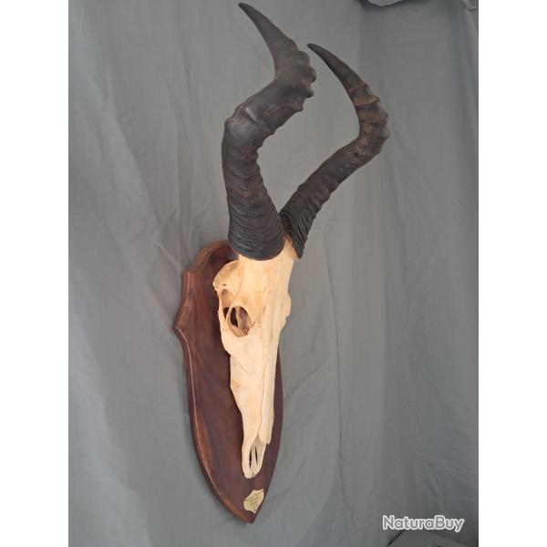 Troph�e de Bubale rouge ; Alcelaphus caama #LM26