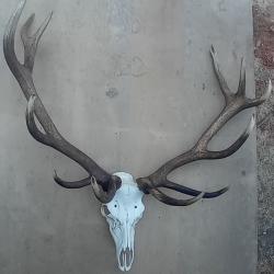 Troph&eacute;e cerf elaphe