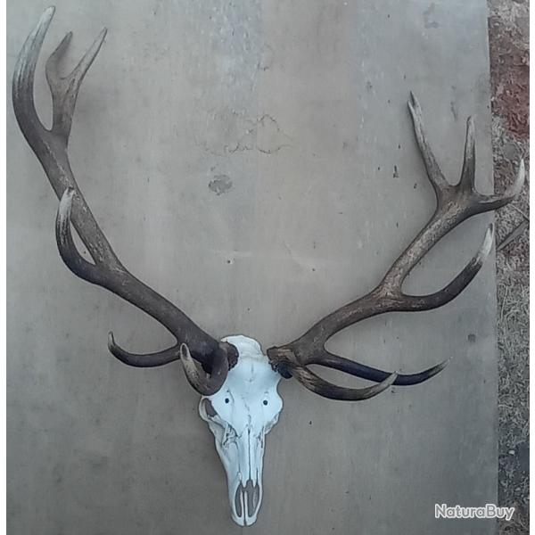 Troph�e cerf elaphe