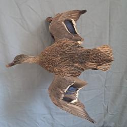 Taxidermie de Canard Colvert femelle ; Anas platyrhynchos #LM26