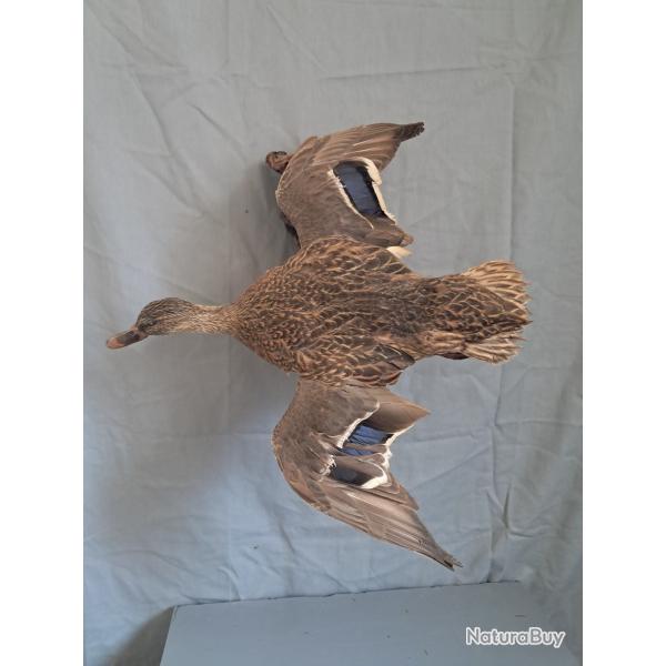 Taxidermie de Canard Colvert femelle ; Anas platyrhynchos #LM26