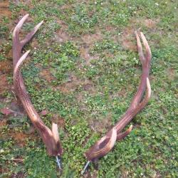 Paires Bois de cerf