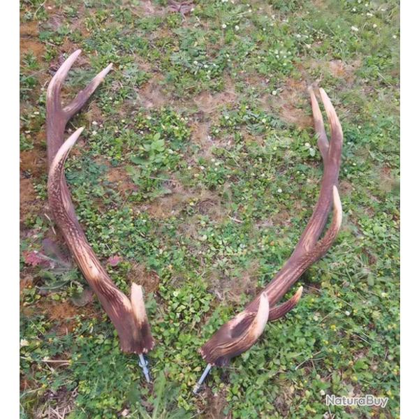 Paires Bois de cerf