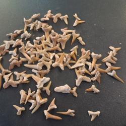 Lot de 100 fossiles de dents de requins #L18R(5)