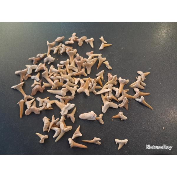 Lot de 100 fossiles de dents de requins #L18R(5)
