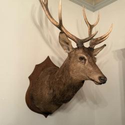 1lot de deux t&ecirc;tes de cerf