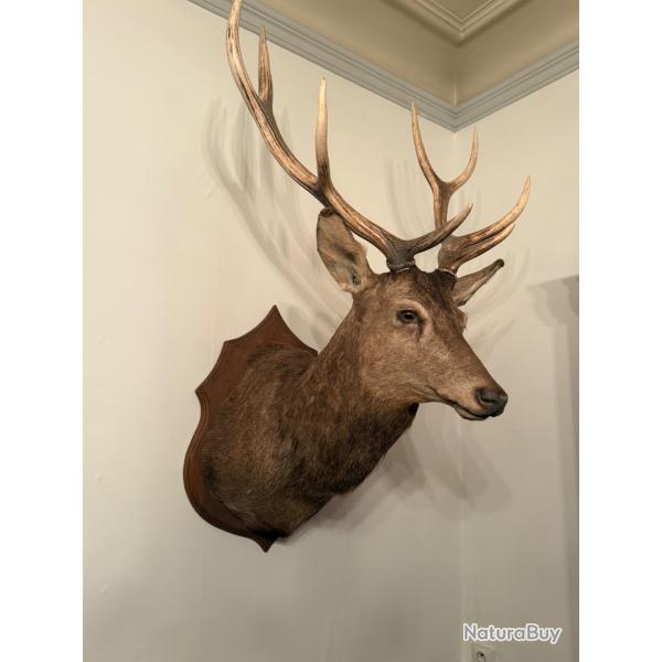 1lot de deux t�tes de cerf