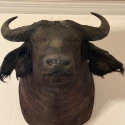 t&ecirc;te de Buffle