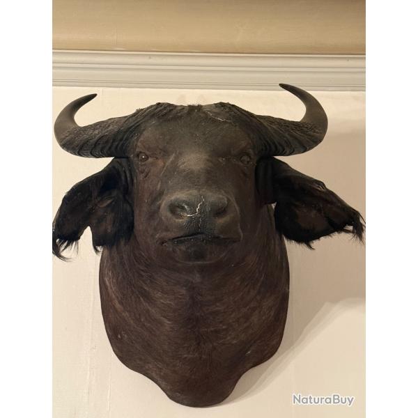 t�te de Buffle