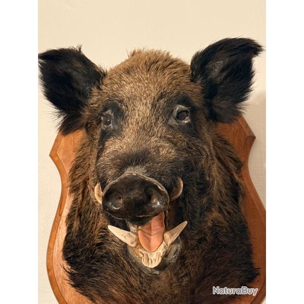 t�te de sanglier