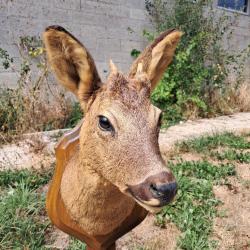 Taxidermie de chevreuil ; Capreolus capreolus #LM26(3)
