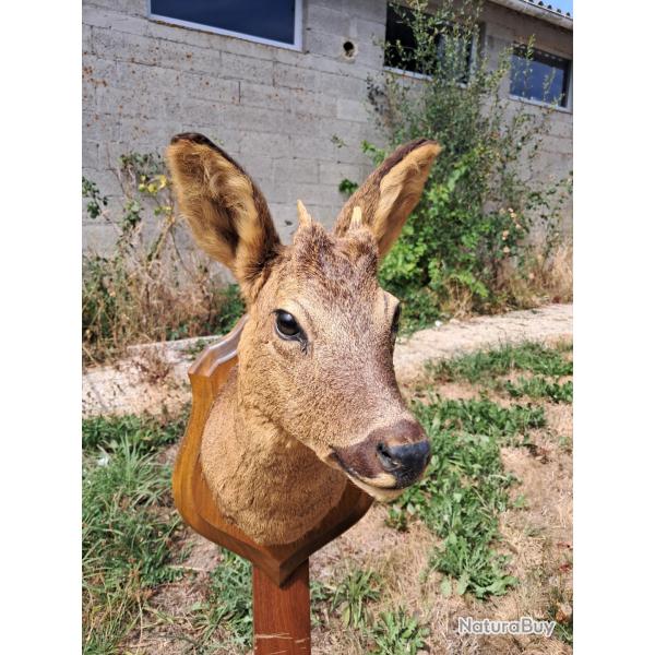 Taxidermie de chevreuil ; Capreolus capreolus #LM26(3)