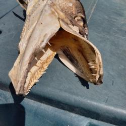 T&ecirc;te de brochet