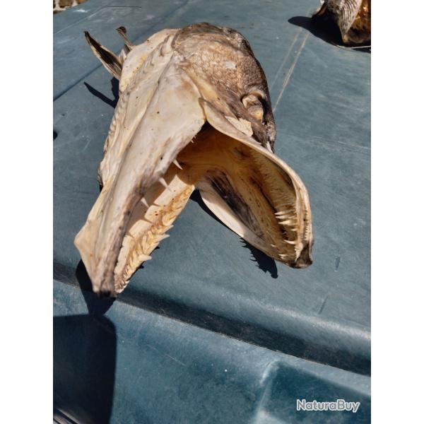 T�te de brochet