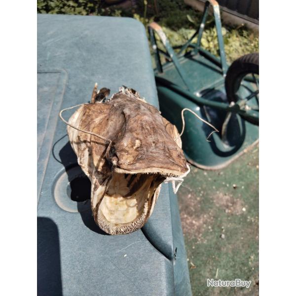 T�te de  sandre