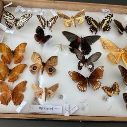bo&icirc;te entomologique encadr&eacute;e contenant une collection de papillons