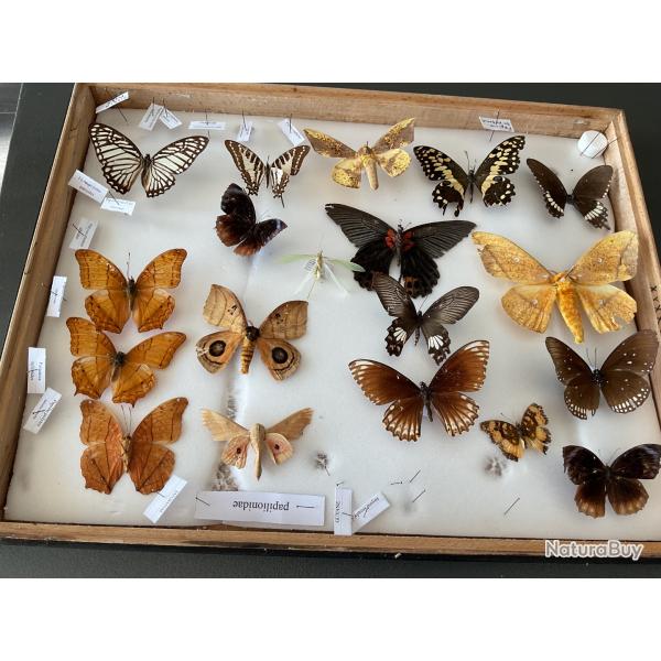 bo�te entomologique encadr�e contenant une collection de papillons