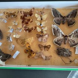 bo&icirc;te entomologique encadr&eacute;e collection de papillons