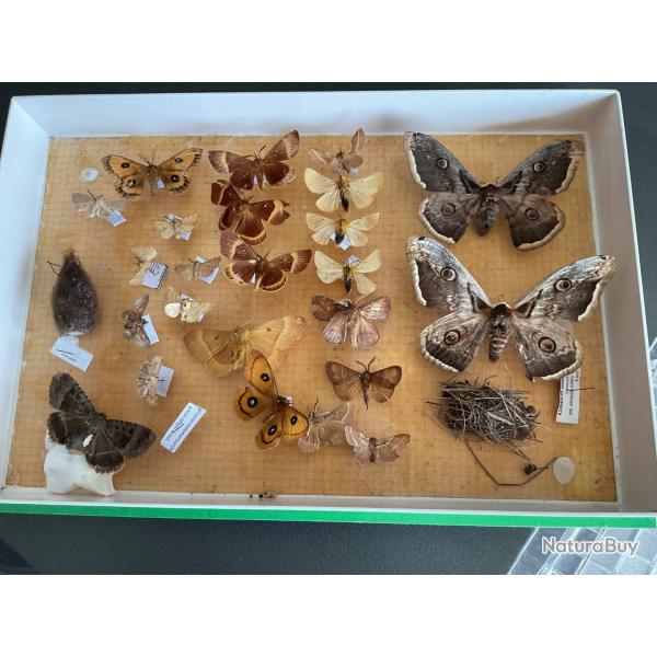 bo�te entomologique encadr�e collection de papillons